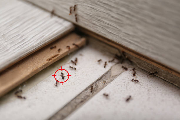 Best Insect Control  in Lakeside, VA
