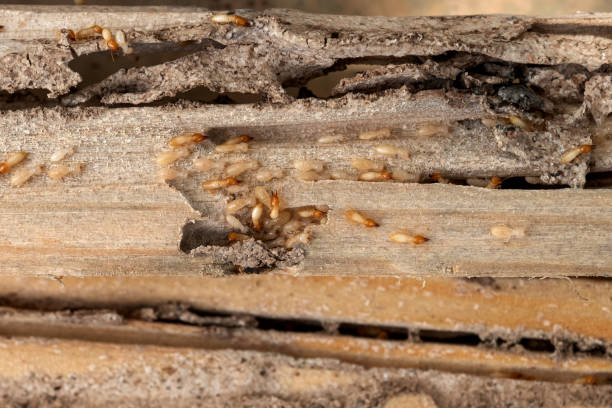 Best Pest Inspection Near Me  in Lakeside, VA